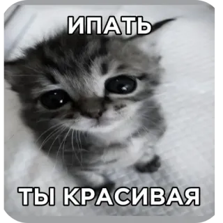 👍 ИПАТЬ ТЫ КРАСИВАЯ whatsapp sticker