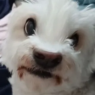 😡 cão, cão branco, maltês, fofo, animal de estimação, animal telegram sticker
