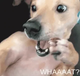 😮 WHAAAAAT? perro, sorprendido, impactado, divertido, Meme telegram sticker