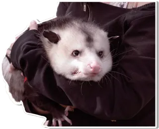 😤 オポッサム, 動物, かわいい, 有袋類 telegram sticker