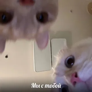 💗 Мы с тобой Katzen, Tiere, süß, Haustiere, Russisch telegram sticker