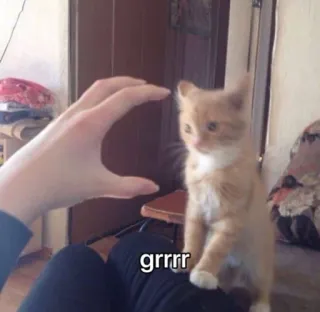 😡 grrr cat, kitten, animal, grrr, cute whatsapp sticker
