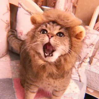 ❤ gato, león, lindo, animal, mascota, felino whatsapp sticker