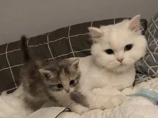😽 mèo, mèo con, thú cưng, động vật, mèo nhà, dễ thương telegram sticker