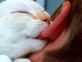 😸 katze, lecken, tier, haustier, zuneigung, lustig, süß whatsapp sticker