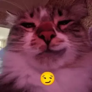 😏 고양이, 동물, 애완동물, 능글, 이모지 telegram sticker