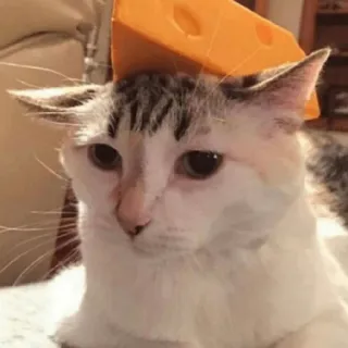 🧀 gato, queijo, animal, animal de estimação, engraçado, fofo telegram sticker