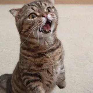😾 猫, 怒り, ネコ科, ペット, 飼い猫, 動物 telegram sticker
