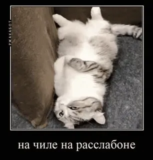 🌟 на чиле на расслабоне แมว, ผ่อนคลาย, ชิล, มีม, ตลก, รัสเซีย whatsapp sticker