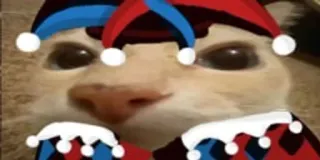 🤡 Katze, Narr, Hut, Tier, lustig, Meme telegram sticker