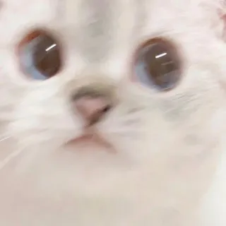 🥓 кот, котенок, милый, животное, питомец, домашняя кошка telegram sticker