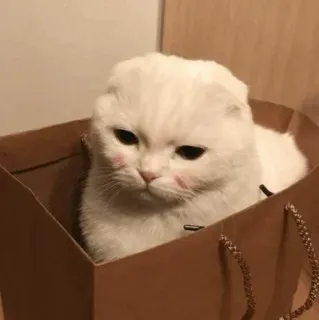 🐈 gatto, animale domestico, animale, carino, gattino, borsa whatsapp sticker