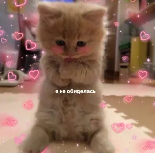 🌟 Я не обиделась 子猫, 猫, かわいい, ハート, 照れ, 可愛い telegram sticker