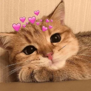💗 chat, chaton, coeurs, mignon, animal, animal de compagnie whatsapp sticker