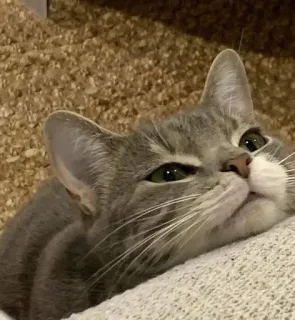 🥺 gato, animal, animal de estimação, gato cinza, animal doméstico telegram sticker