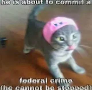 ‼️ he is about to commit a federal crime (he cannot be stopped) gatto, crimine, meme, divertente, animale, umorismo, crimine federale telegram sticker