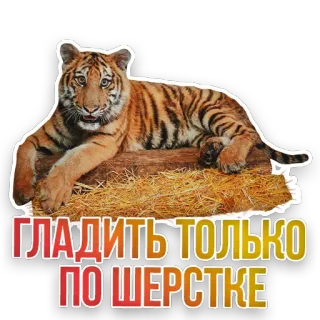 🤗 ГЛАДИТЬ ТОЛЬКО ПО ШЕРСТКЕ tiger, animal, russian, sticker, гладить, шерстке telegram sticker