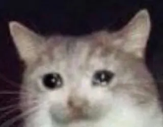 🐱 chat, triste, pleurs, animal, mème, émotion, larmes telegram sticker