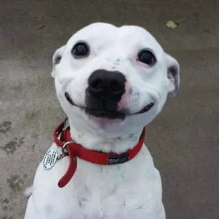☺️ chien, animal de compagnie, animal, chien blanc, chiot, collier rouge, chien souriant telegram sticker