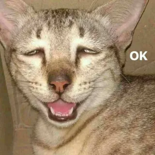👍 OK Katze, Meme, Lustig, Tier, Haustier, OK whatsapp sticker