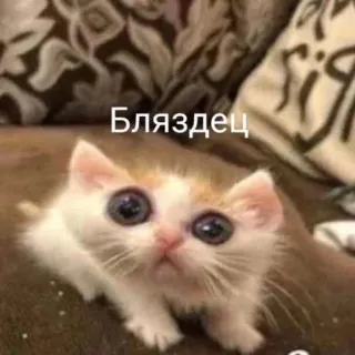 🤔 Бляздец gato, gatito, lindo, ruso, jerga whatsapp sticker