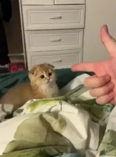 🥺 cat, kitten, gun gesture, hand, finger gun, animal telegram sticker