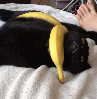 🦶 chat, banane, chat noir, animal de compagnie, animal, drôle telegram sticker
