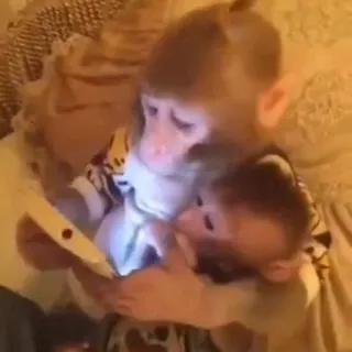 👨‍❤️‍👨 singe, animaux, primate, bébé singe, animaux et technologie telegram sticker