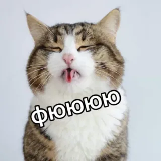 🙊 ФЮЮЮЮЮ кот, мем, смешно, животное, питомец telegram sticker