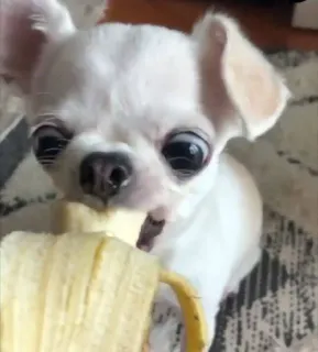 🌟 perro, chihuahua, plátano, lindo, animal, mascota whatsapp sticker