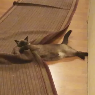🤪 Katze, Siamkatze, Haustier, Tier, Säugetier, Haustier, Hauskatze, Katzenartig telegram sticker