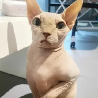 😡 gatto, sphynx, gatto senza pelo, animale domestico, animale telegram sticker
