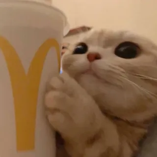 😺 gato, McDonald's, animal, fofo, bebida whatsapp sticker