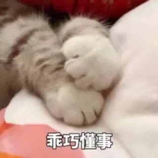 🤗 乖巧懂事 gato, mascota, animal, lindo, patas telegram sticker
