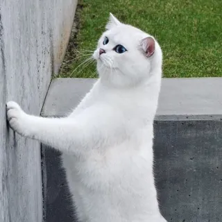 😼 gato, branco, olhos azuis, animal, animal de estimação, fofo, escalada, gatinho telegram sticker