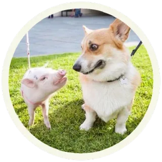 😦 собака, свинья, животные, корги, питомец, милый whatsapp sticker