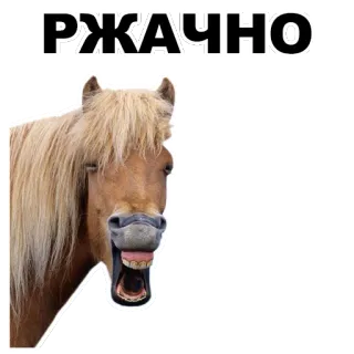 😆 РЖАЧНО cheval, drôle, animal, mème, texte, russe whatsapp sticker
