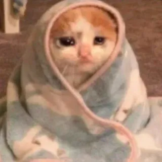 😢 chat, chaton, triste, serviette, mignon, animal, animal de compagnie telegram sticker