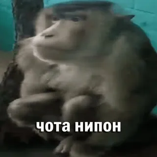 😐 чота нипон macaco, animal, meme, engraçado, russo whatsapp sticker