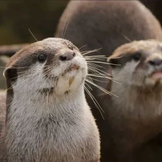🦦 nutria, animales, vida salvaje, mamíferos, lindo, naturaleza telegram sticker