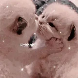 ❤️ Kithhhh! kittens, cats, kissing, cute, animals, affection telegram sticker