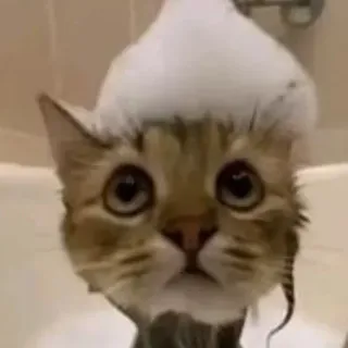 😂 猫, お風呂, 泡, 動物, かわいい, 子猫, ペット whatsapp sticker