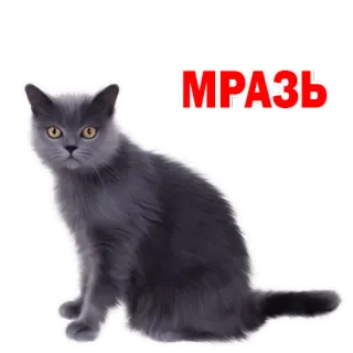 😏 МРАЗЬ gato, russo, ofensivo, palavrão, gíria whatsapp sticker