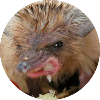 😡 hérisson, animal, mignon, mammifère telegram sticker