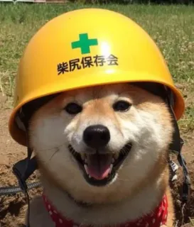 ⛑ 柴尻保存会 cane, shiba inu, elmetto, costruzione, divertente, animale, carino telegram sticker