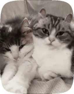 🐈 Katzen, Kätzchen, Haustiere, Tiere, süß, häuslich, Katzenartig telegram sticker
