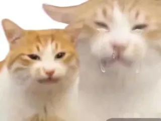 😞 gatto, gatti, meme, triste, piangendo telegram sticker