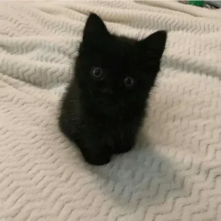 🍣 猫, 子猫, 黒猫, 動物, ペット telegram sticker