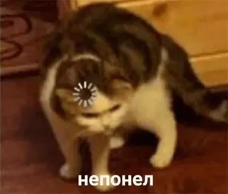 🙄 непонел kat, laden, verward, meme, dier telegram sticker