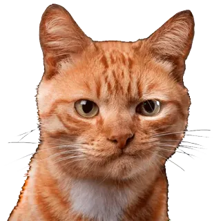 😕 cat, orange cat, pet, animal, feline, domestic cat, cute telegram sticker